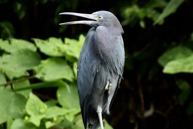 jungle-safari-in-playa-samara