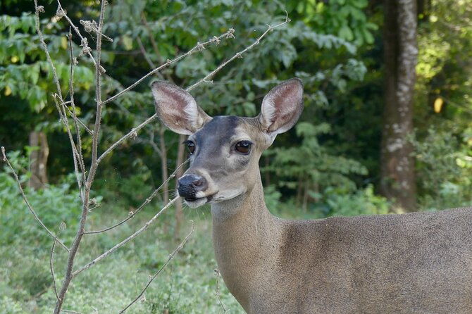 jungle-safari-in-playa-samara