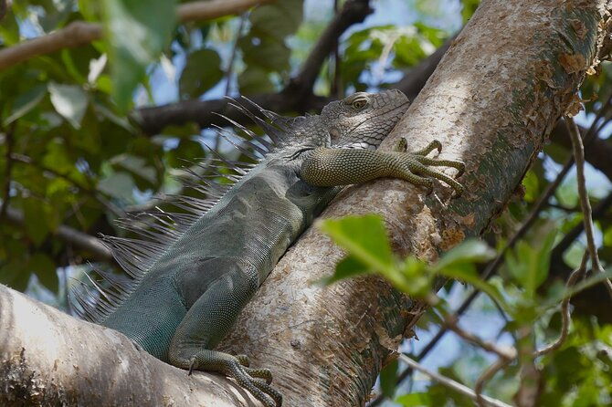 jungle-safari-in-playa-samara