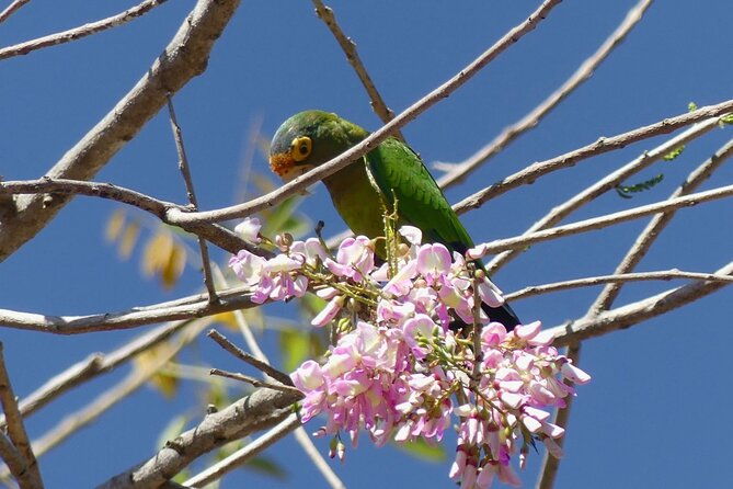 jungle-safari-in-playa-samara