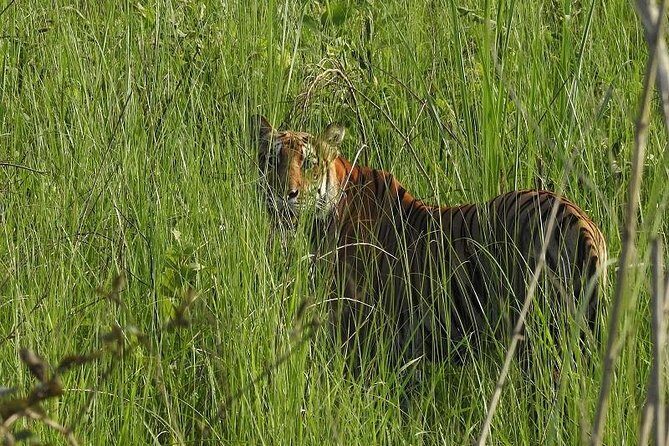 Jungle Safari Tour in Chitwan National Park - An In-Depth Look at the Chitwan Jungle Safari Experience
