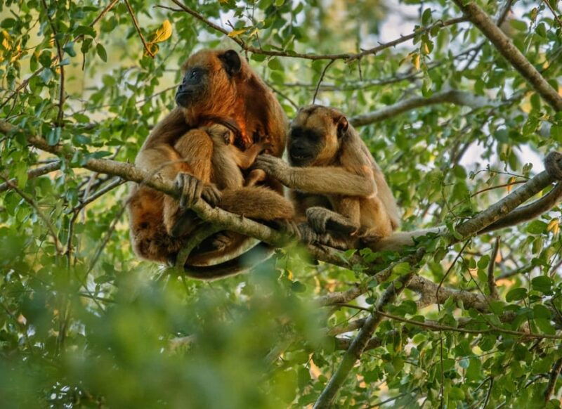jungle-tambopata-2d-monkey-island-search-for-alligators