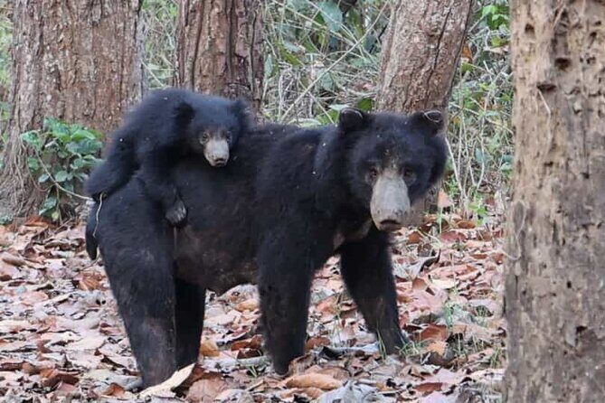 Jungle Tower Night Stay in Chitwan National Park 2 Nights 3 Days - Final Thoughts