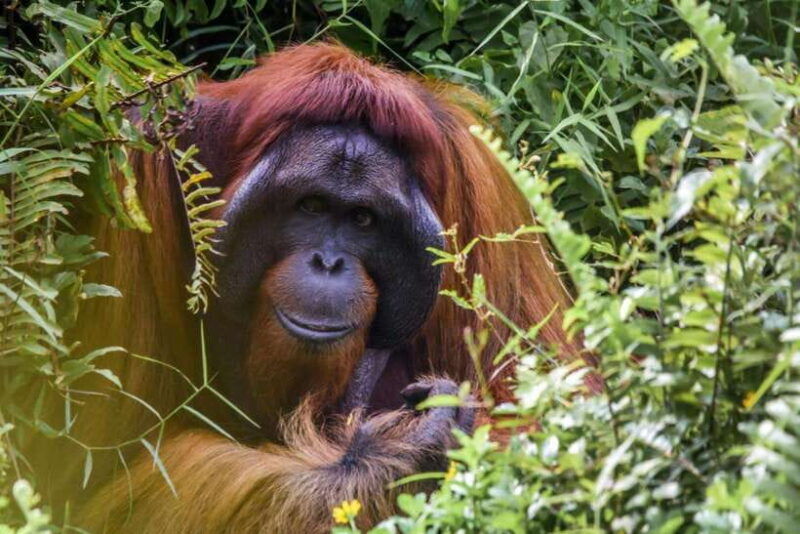 jungle-trek-including-stay-batu-ridi-jungle