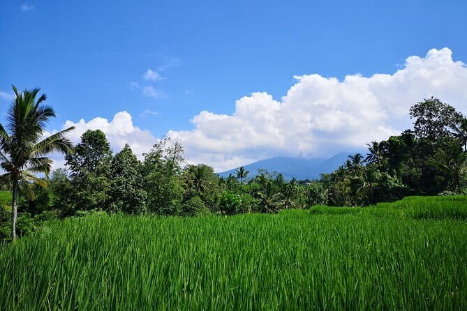 Jungle Trekking at Mt. Batukaru, scenic Waterfall & village life - Why Is This Tour a Great Value?