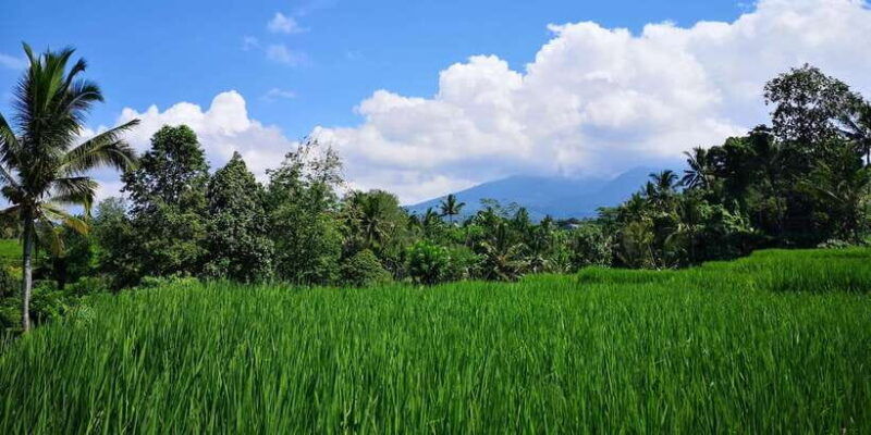 jungle-trekking-at-mt-batukaru-scenic-waterfall-village