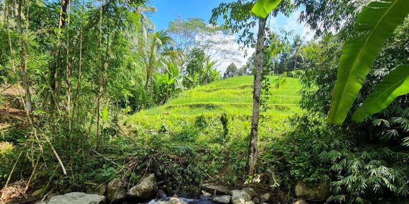 jungle-trekking-at-mt-batukaru-scenic-waterfall-village