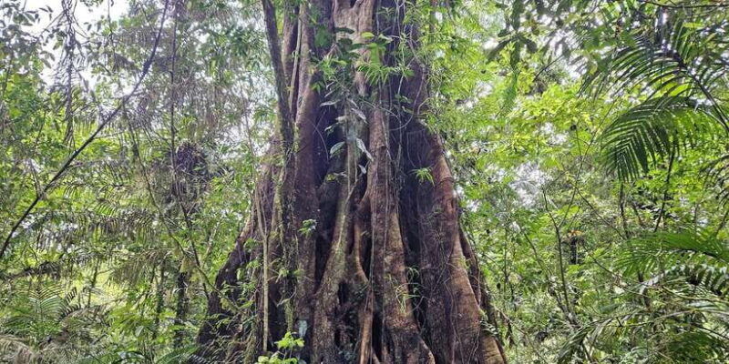 jungle-trekking-at-mt-batukaru-scenic-waterfall-village