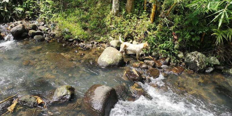 jungle-trekking-at-mt-batukaru-scenic-waterfall-village