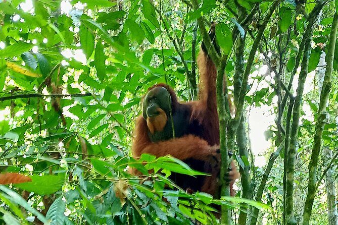 Jungle trekking Bukitlawang - FAQs