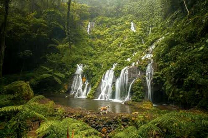 Jungle Trekking Day Tour - What’s Included and What to Expect