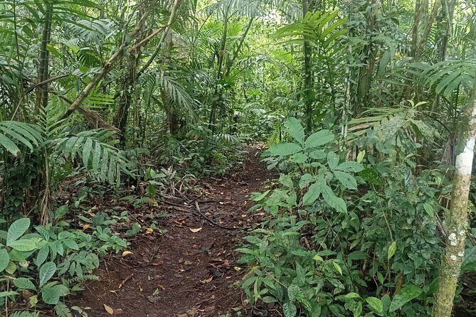 Jungle Trekking With Jatiluwih Unesco Heritage Site in Tabanan - FAQ