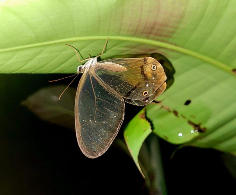 jungle-trip-to-manu-park-3d-2n