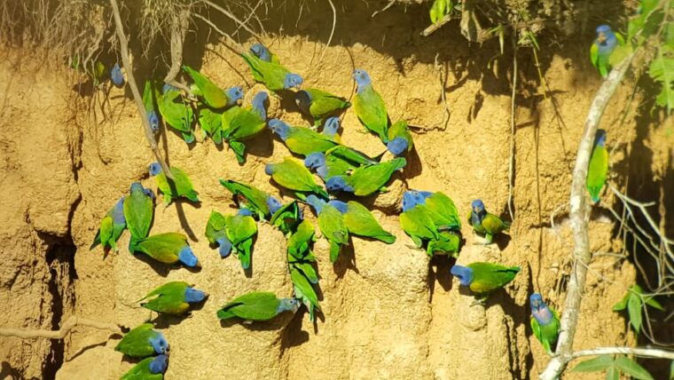 jungle-trip-to-manu-park-3d-2n