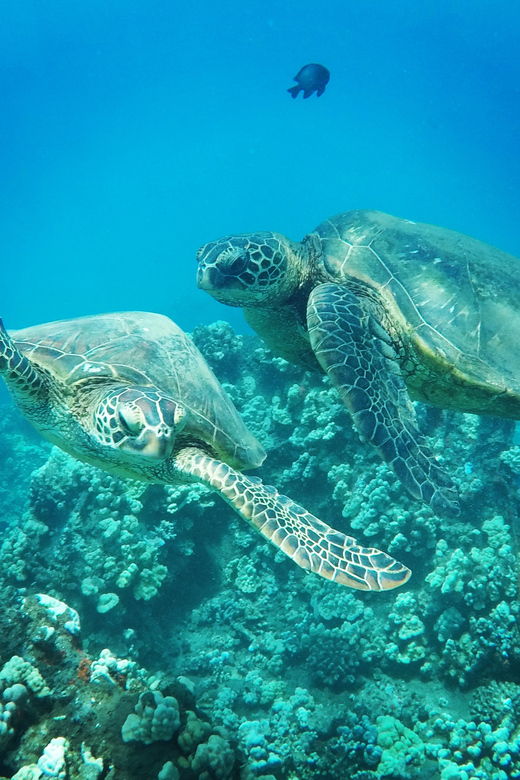 kaanapali-beach-express-snorkel-trip