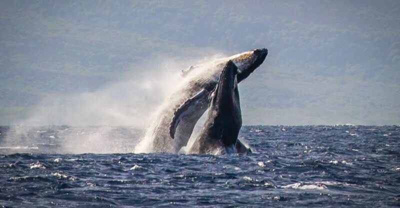 kaanapali-whale-watching-cruise-with-open-bar