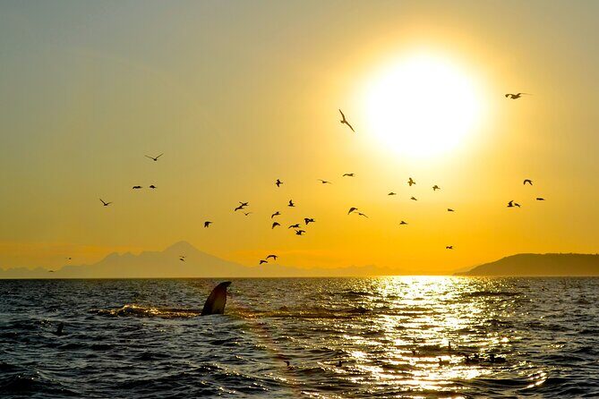 Kachemak Bay Wildlife Tour - Final Thoughts