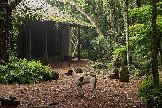 Kadadasi and the Backyard Forest - Discovering Kadadasi and the Backyard Forest: A Genuine Eco-Conscious Escape in Sri Lanka