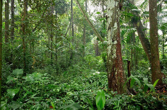 Kadadasi and the Backyard Forest - Frequently Asked Questions