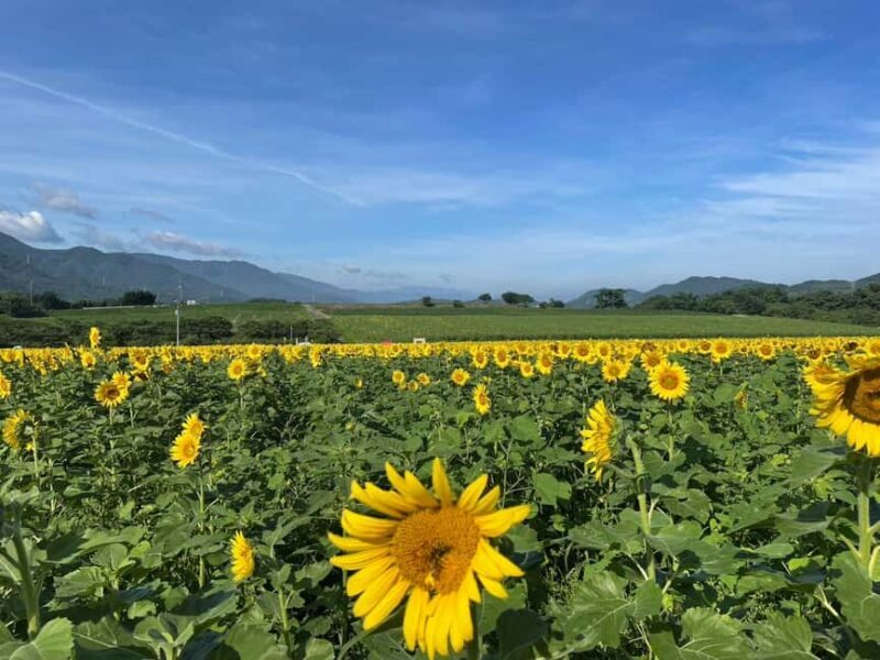 Kagawa: Manno Town Sunflower Fields E-Bike Rental - Experience and Landscapes