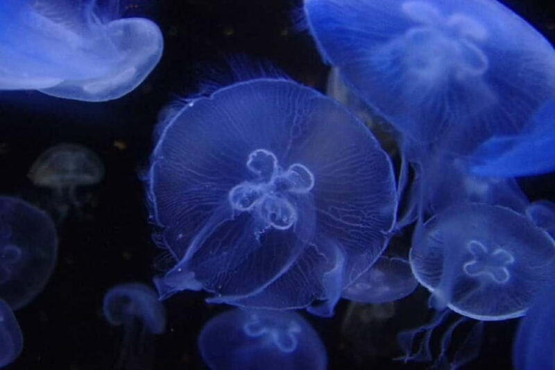 Kagoshima Aquarium Admission Ticket - Beyond the Aquarium: Making the Most of Your Visit