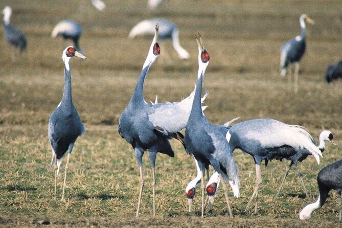 Kagoshima Crane Watching Tour (Nov. - Feb.) - What This Tour Offers: An In-Depth Look