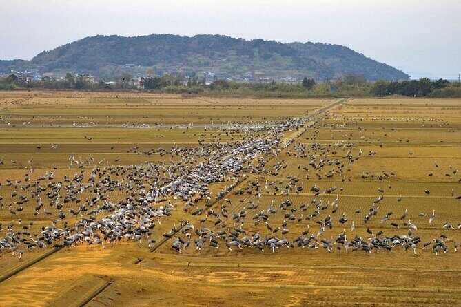 Kagoshima Crane Watching Tour (Nov. - Feb.) - What Travelers Say (Based on Reviews)