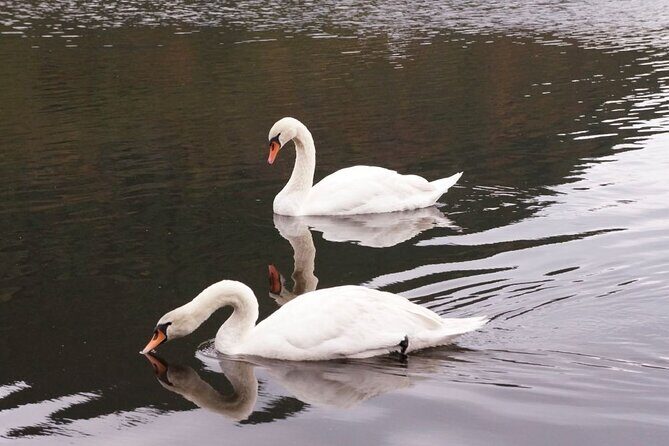 Kagoshima Crane Watching Tour (Nov. - Feb.) - Final Thoughts: Who Will Love This Tour?