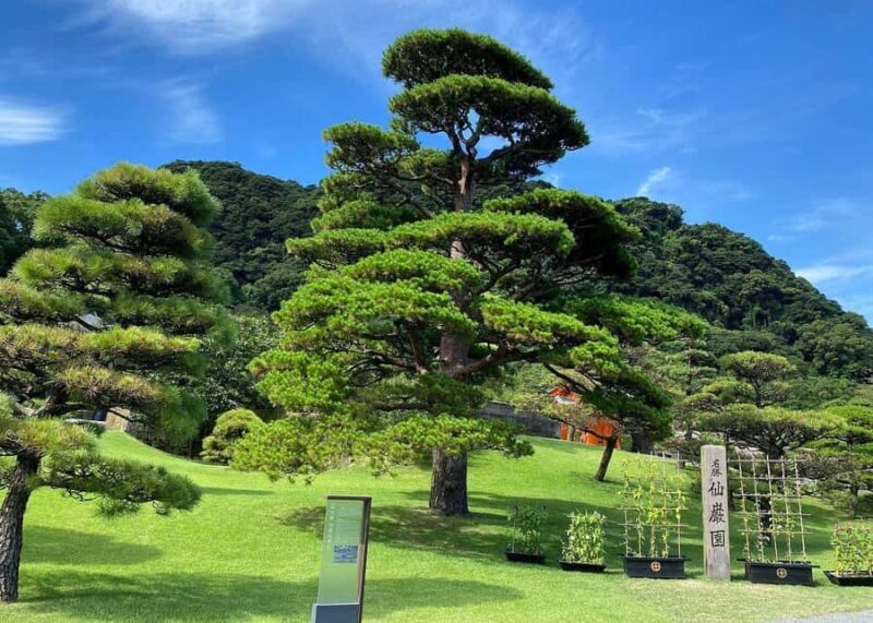 Kagoshima: Cultural Heritage & Samurai Legacy Private Tour - Why This Tour Offers Great Value