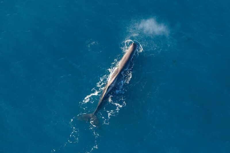 Kaikoura: 1-Hour Whale Watching Helicopter Tour - Value and Cost Analysis