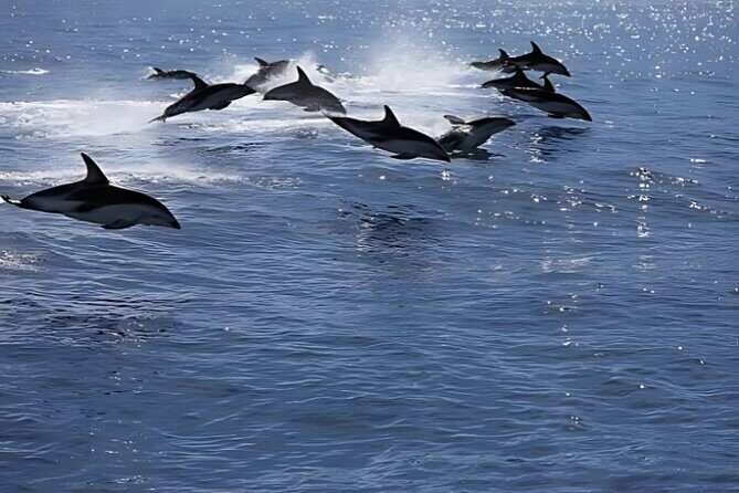 Kaikoura Day Tour From Christchurch - Who Will Love This Tour?