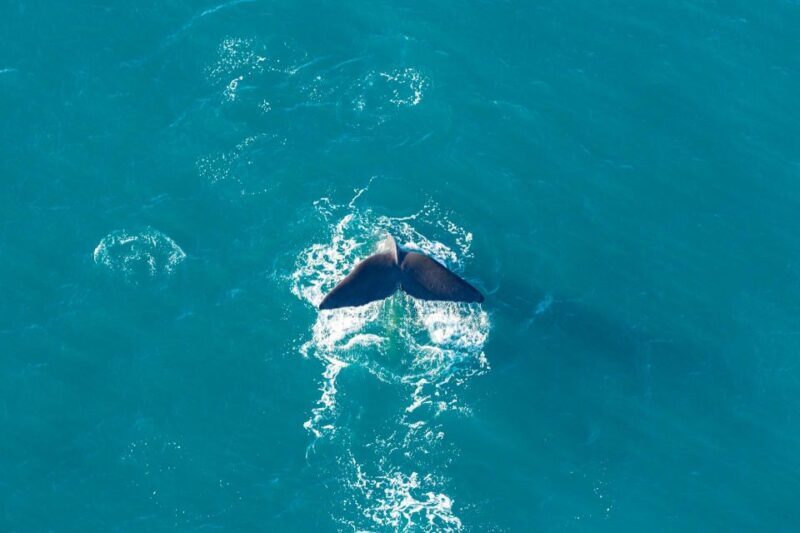 Kaikoura: Extended Flight Whale Watching & Mountain Tour - FAQ
