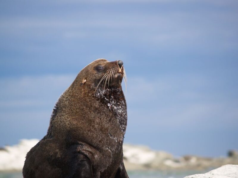 Kaikoura: Guided Family Kayaking Adventure - Exploring the Coastal Waters of Kaikoura