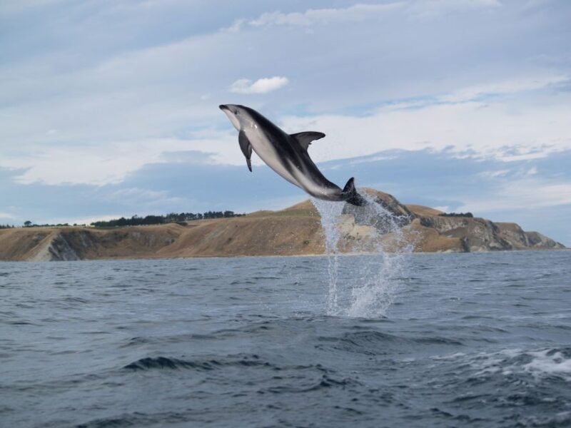 Kaikoura: Half-Day Wildlife Kayaking Tour - Introduction: Why This Tour Catches Our Eye