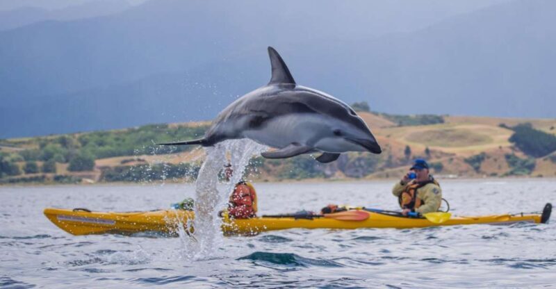 Kaikoura: Half-Day Wildlife Kayaking Tour - Final Thoughts: Is It Worth It?