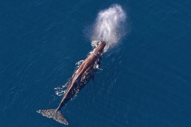 Kaikoura Helicopters Classic Whale Watch - An In-Depth Look at the Kaikoura Helicopters Classic Whale Watch