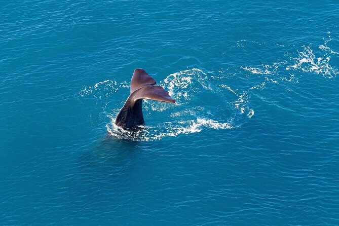 Kaikoura Helicopters Classic Whale Watch - Why This Tour Is a Good Fit