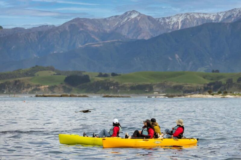 Kaikoura: Private Guided Kayak Tour with Seals - Key Points