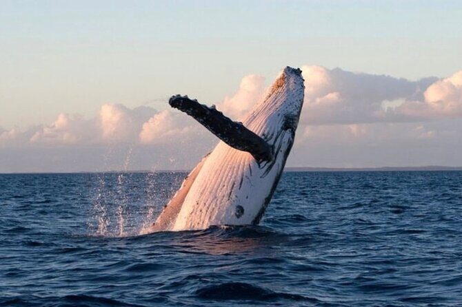 Kaikoura Private Whale Watching Day Trip from Christchurch - The Itinerary: What to Expect