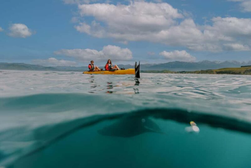 Kaikoura: Seal-Watching Pedal Kayak Tour - An In-Depth Look at the Kaikoura Seal-Watching Pedal Kayak Tour