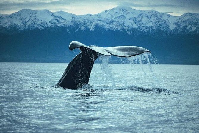 Kaikoura Whale Watch Day Tour from Christchurch - The Itinerary in Detail