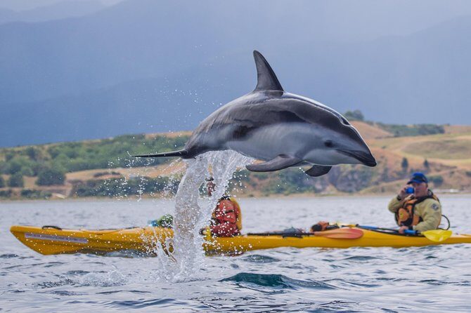 Kaikoura Whale Watch Day Tour from Christchurch - Pricing & Value