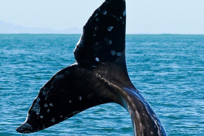 Kaikoura Whale Watch Day Tour from Christchurch - Final Thoughts