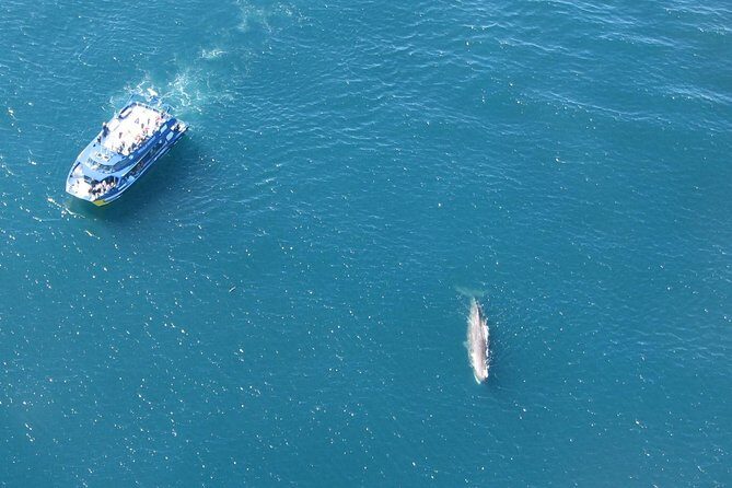 Kaikoura Whale Watch Day Tour from Christchurch - FAQs