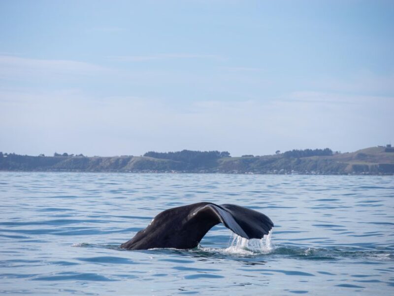 Kaikoura: Whale Watching Cruise - Key Points