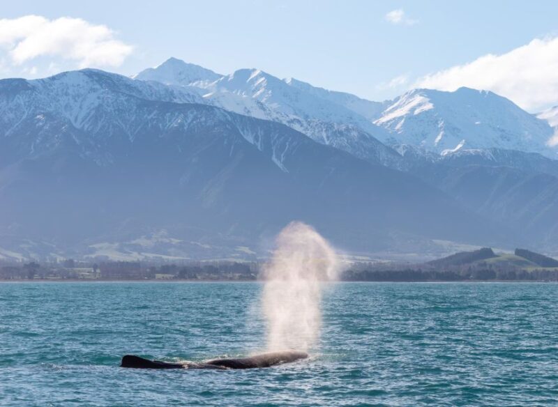 Kaikoura: Whale Watching Cruise - What Makes the Kaikoura Whale Watching Cruise Special?