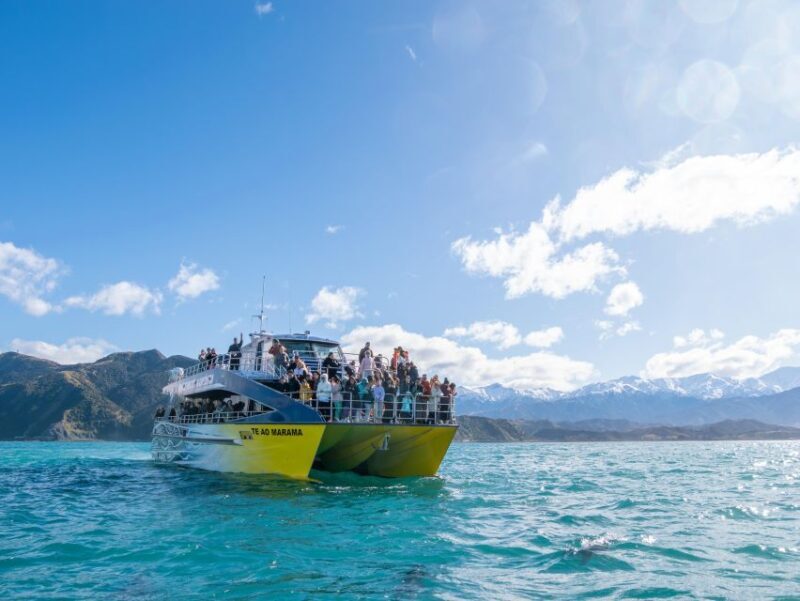 Kaikoura: Whale Watching Cruise - The Wildlife You Can Expect to See