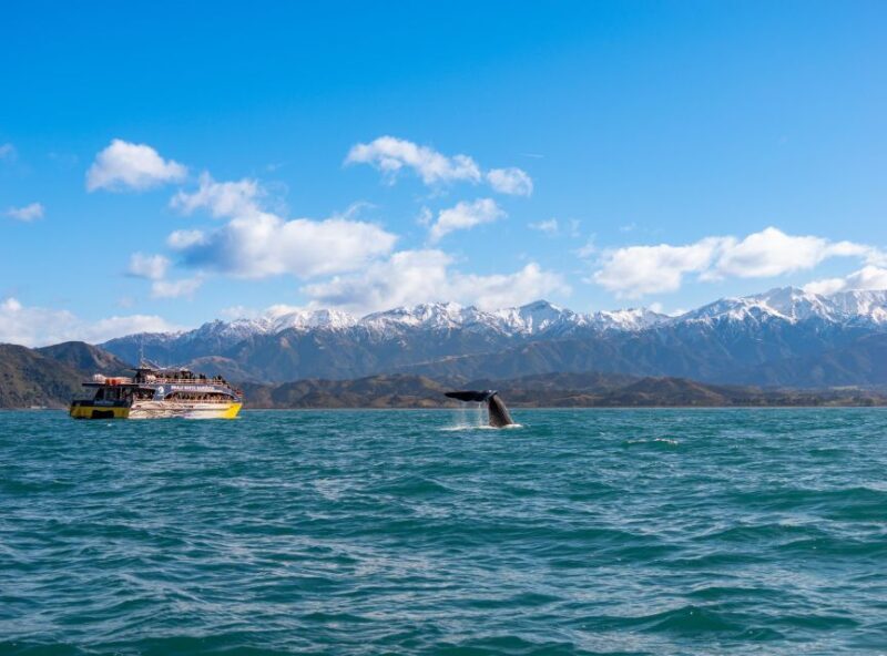 Kaikoura: Whale Watching Cruise - The Value of the Experience
