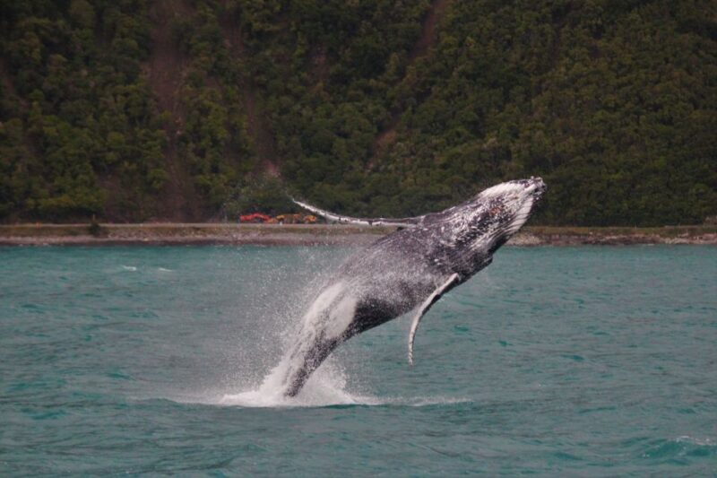 Kaikoura: Whale Watching Cruise - Practical Tips for Booking and Participation