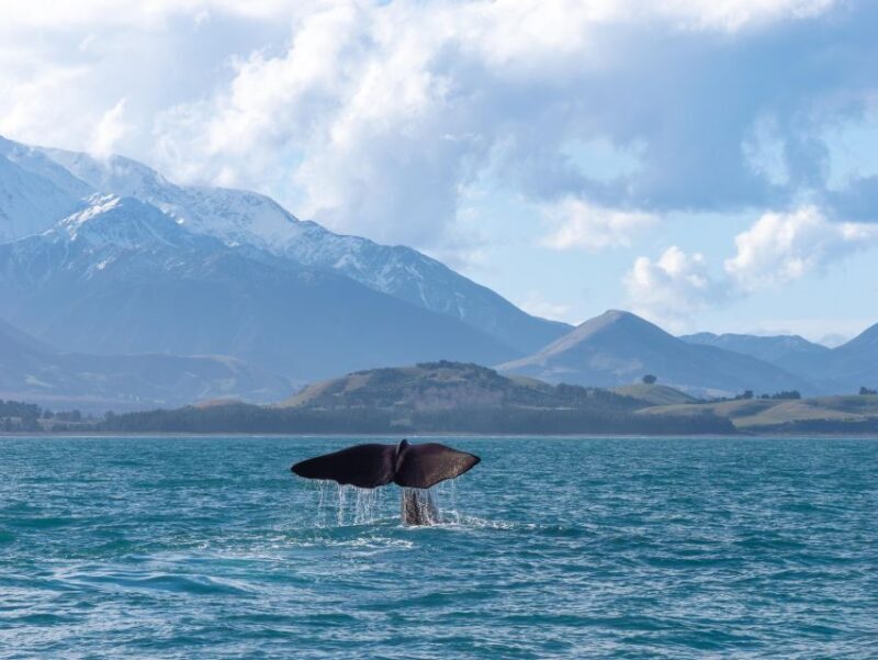 Kaikoura: Whale Watching Cruise - The Sum Up